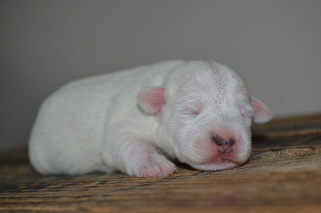 Du Fond Cailloux - Chiots disponibles - Parson Russell Terrier