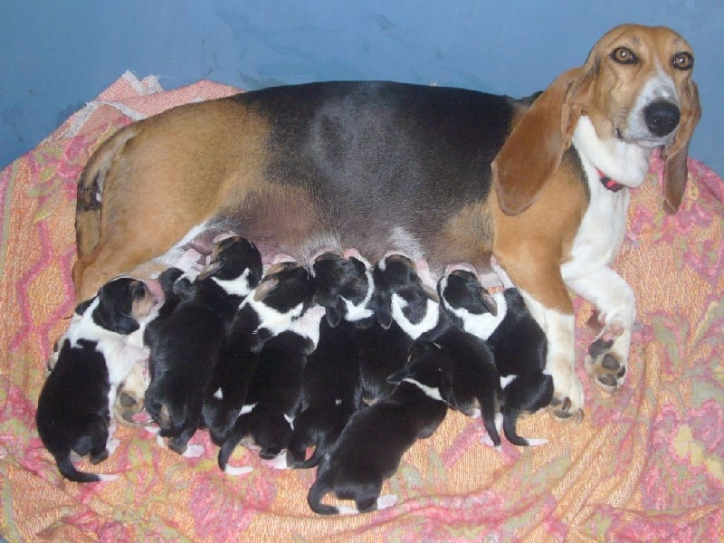 Chiot Basset Artesien Normand Du val des terrils