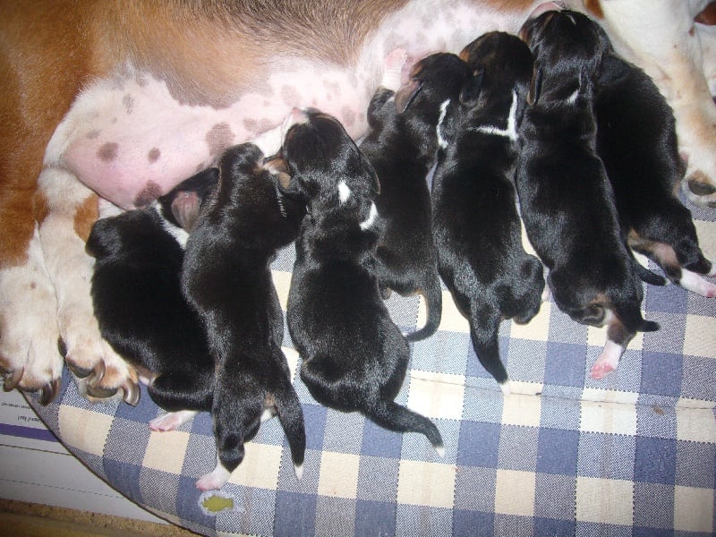 Chiot Basset Artesien Normand Du val des terrils