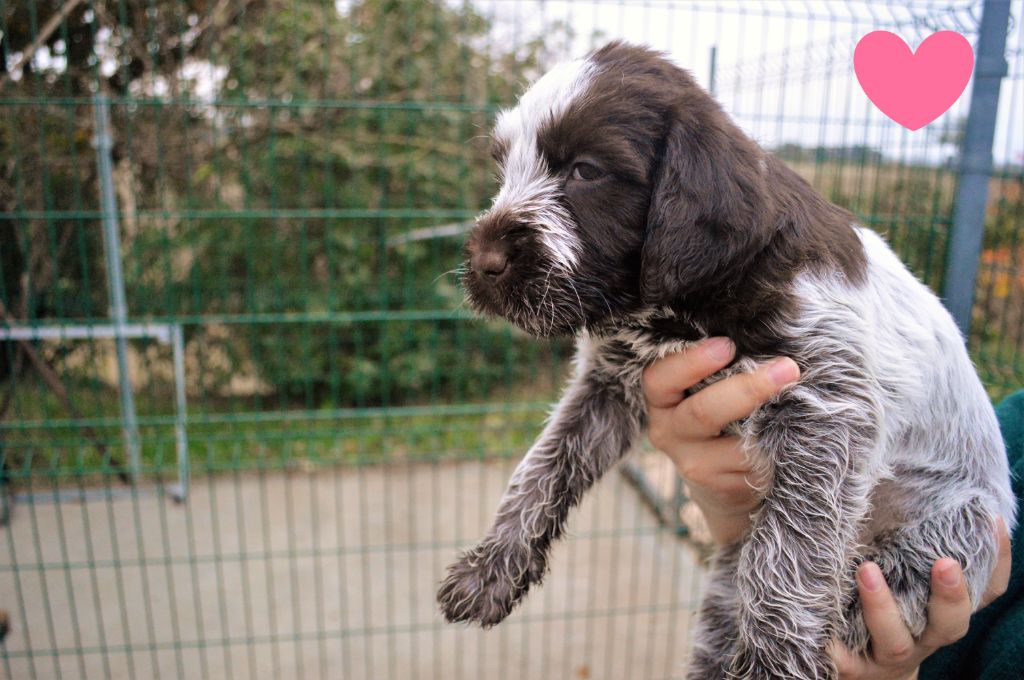 Du Mont Du Rossignol - Chiots disponibles - Griffon d'arrêt à poil dur Korthals