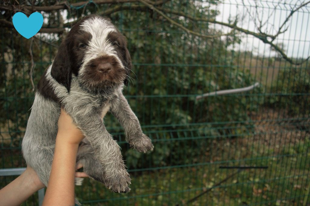 Du Mont Du Rossignol - Chiots disponibles - Griffon d'arrêt à poil dur Korthals