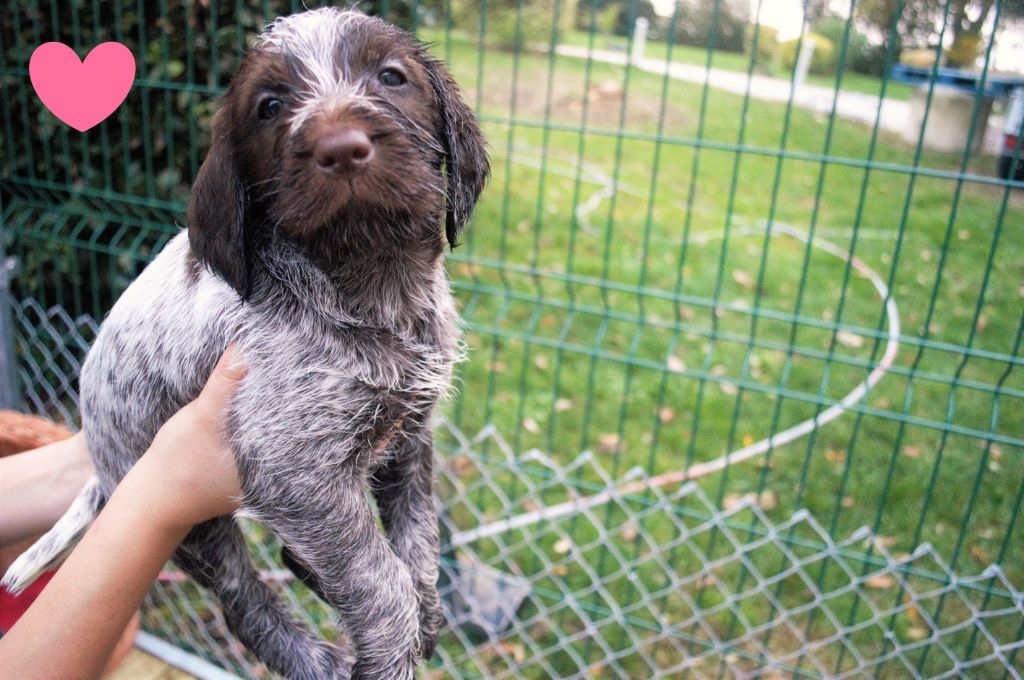 Du Mont Du Rossignol - Chiots disponibles - Griffon d'arrêt à poil dur Korthals