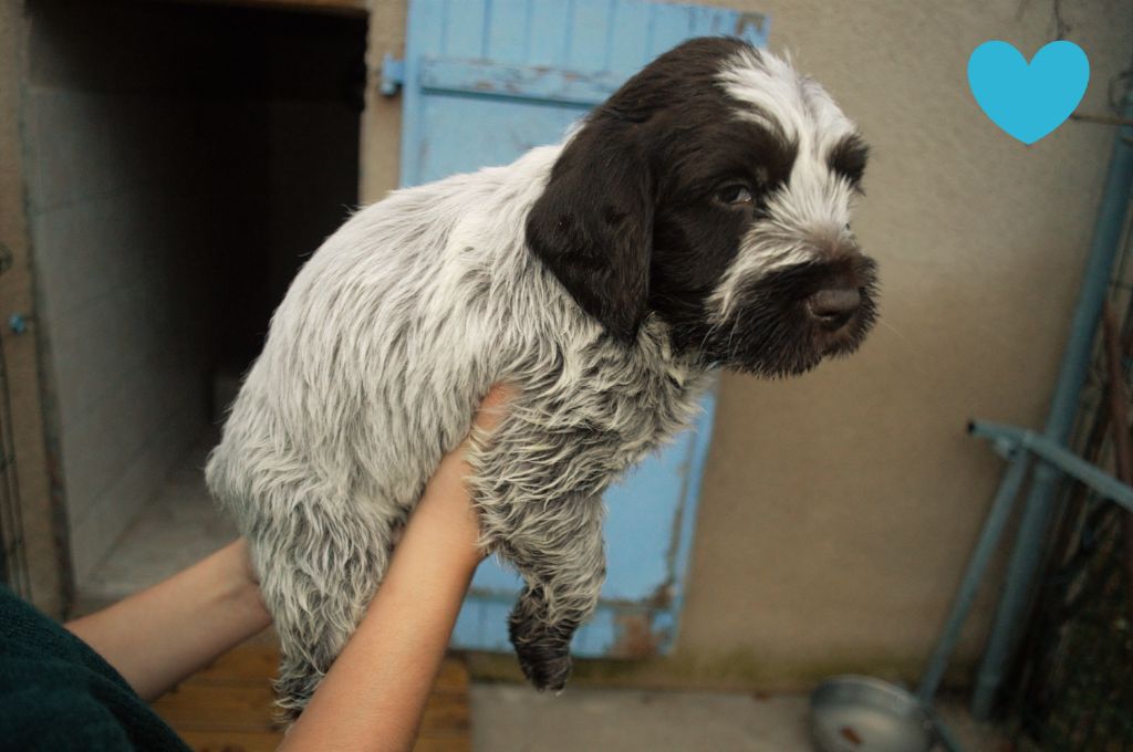 Du Mont Du Rossignol - Chiots disponibles - Griffon d'arrêt à poil dur Korthals