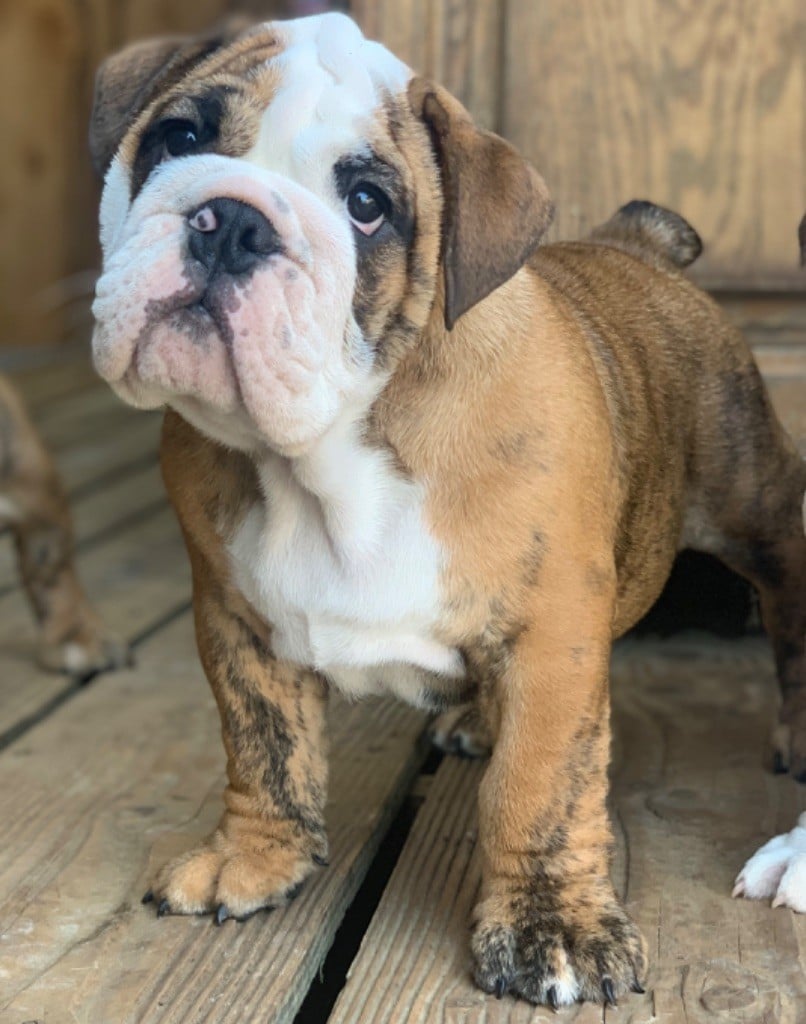 Du Domaine Pierre Quinpierre - Chiots disponibles - Bulldog Anglais