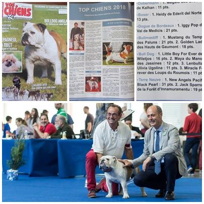 Des Wiletjos - TOP CHIENS 2018