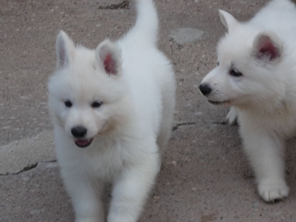 Della Bianca Neve - Berger Blanc Suisse - Portée née le 26/03/2023