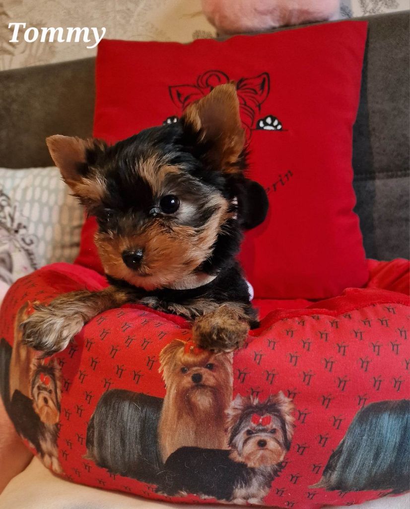 Du Petit Pelerin - Yorkshire Terrier - Portée née le 04/11/2022