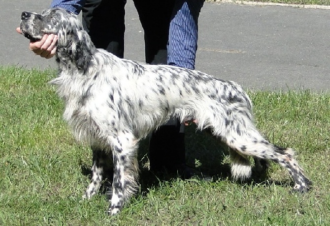 Du Flair Au Vent - Naissance des chiots de Boréale