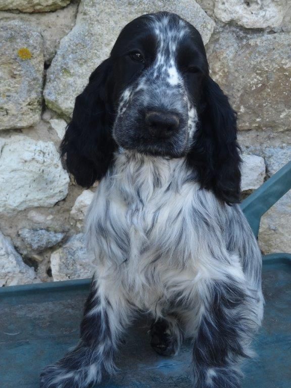 De montravel - Cocker Spaniel Anglais - Portée née le 09/10/2018