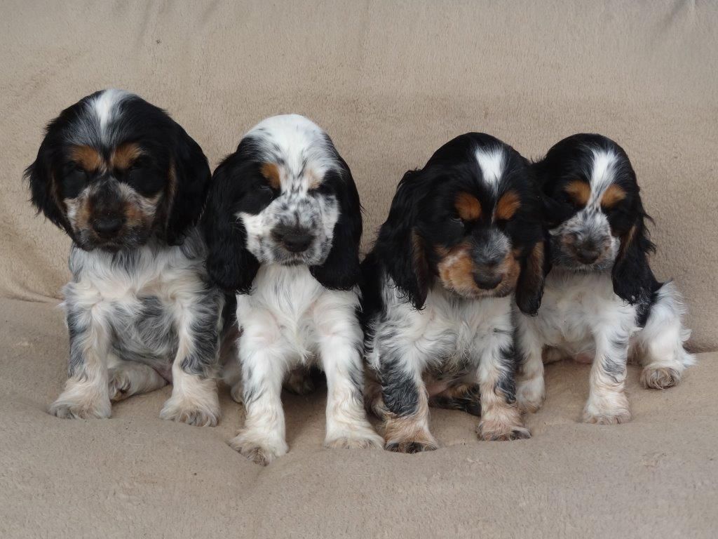 De montravel - Cocker Spaniel Anglais - Portée née le 22/03/2019