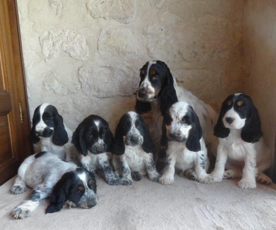 De montravel - Cocker Spaniel Anglais - Portée née le 27/05/2018