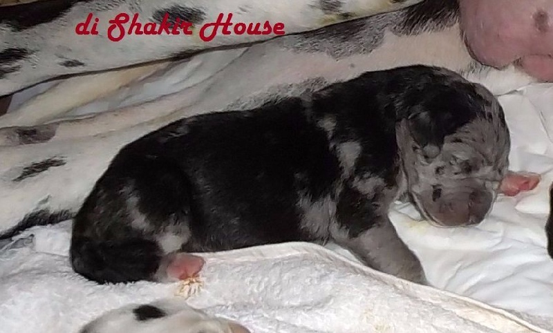 Di Shakir House - Chiots disponibles - Dogue allemand