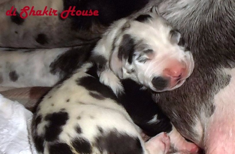 Di Shakir House - Chiots disponibles - Dogue allemand