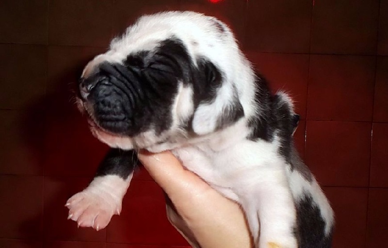 Di Shakir House - Chiots disponibles - Dogue allemand