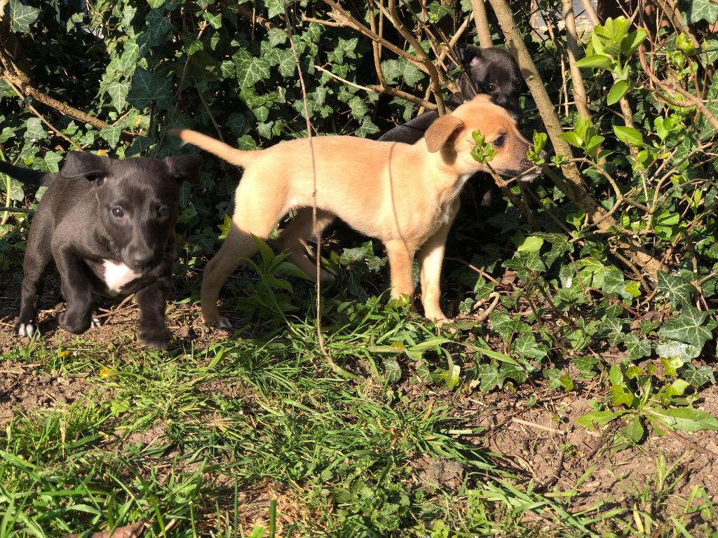 Chiot Whippet De La Deesse Aux Bras Blancs