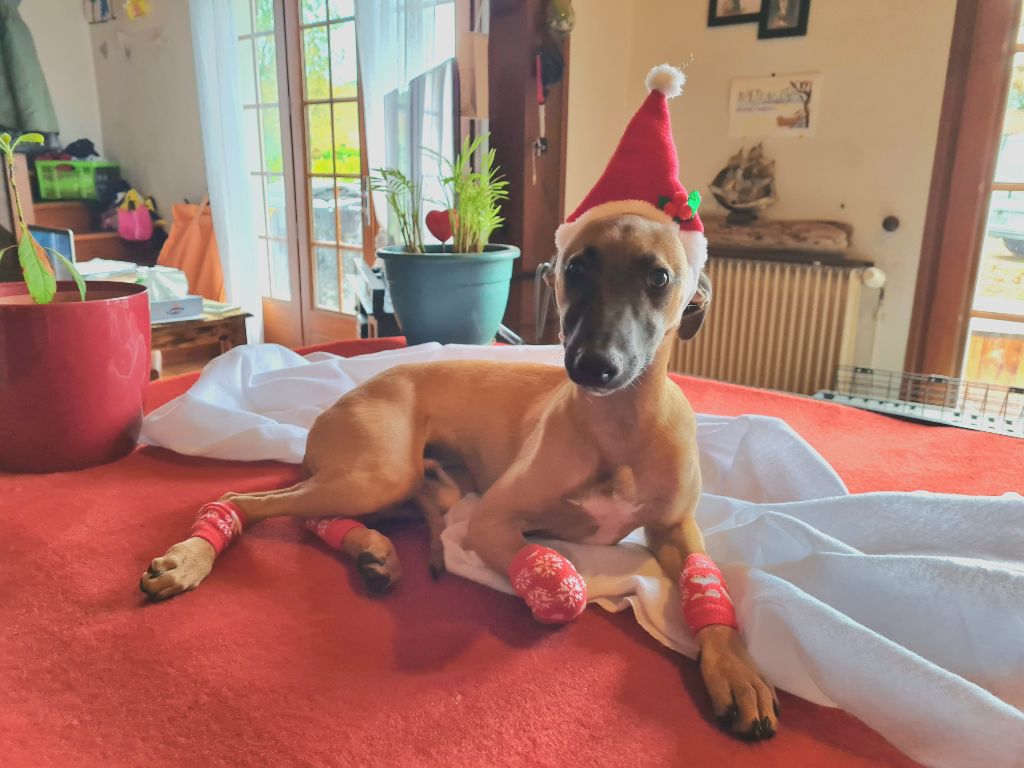 Chiot Whippet De La Deesse Aux Bras Blancs