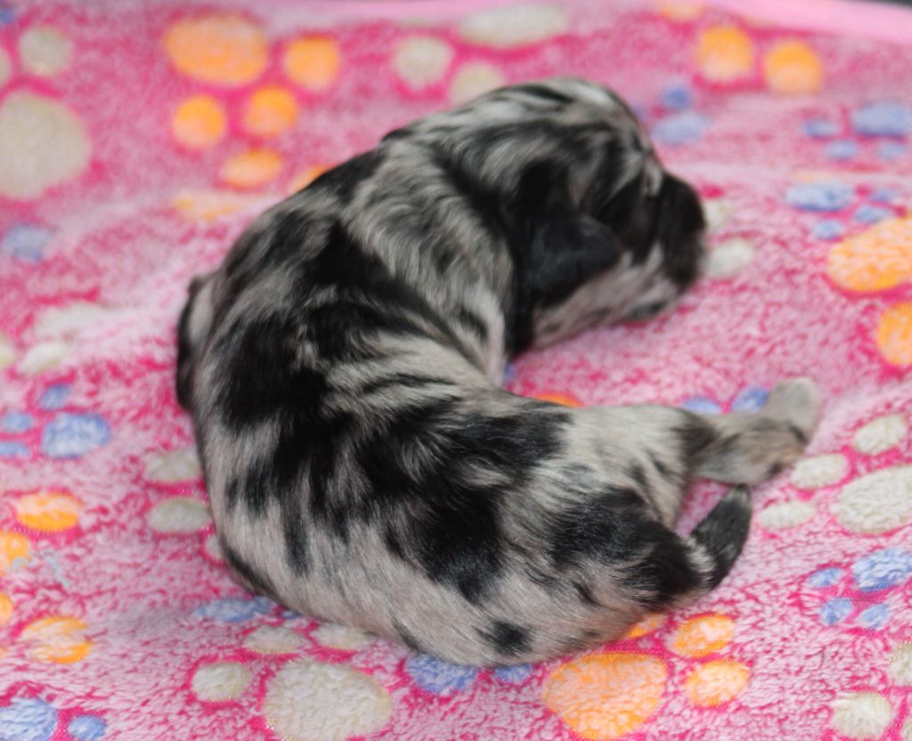 Du Moulin D'ébène - Chiots disponibles - Berger des Pyrenees à poil long