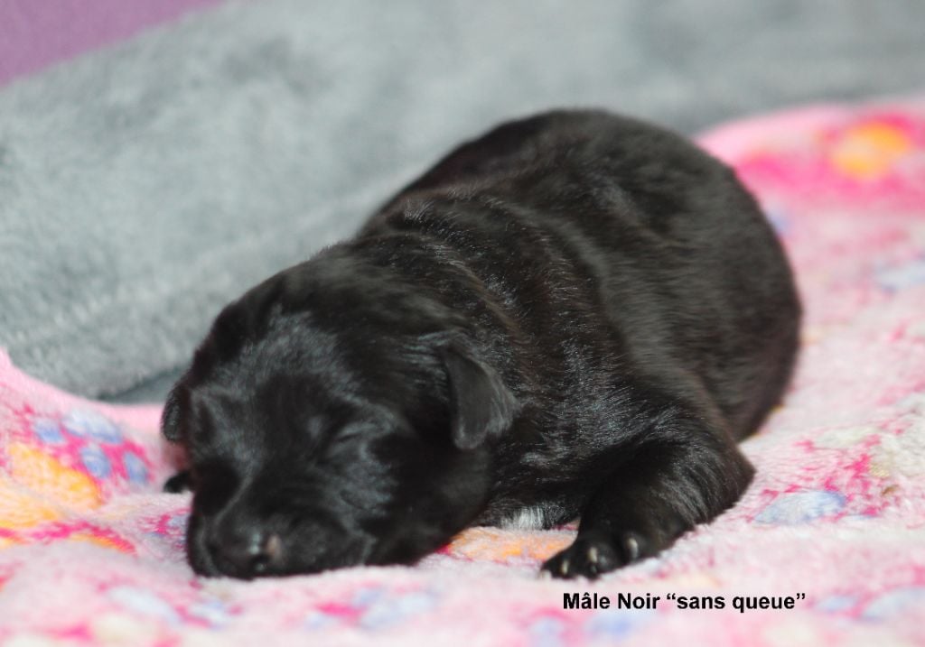 Du Moulin D'ébène - Chiots disponibles - Berger des Pyrenees à poil long