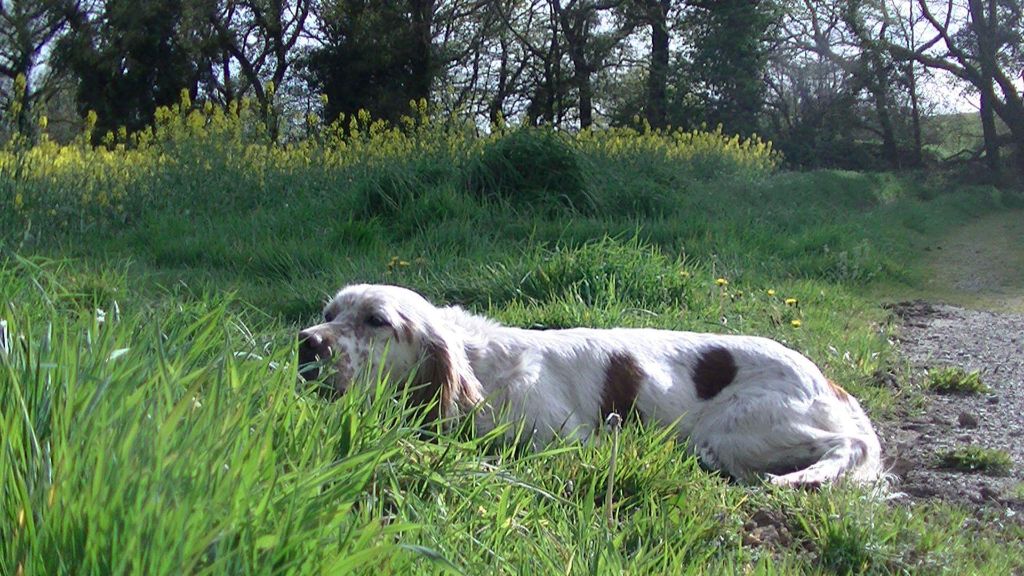 Du Mas De Brégançon - MANOI:Concours Printemps QC FRANCE Avril 2019