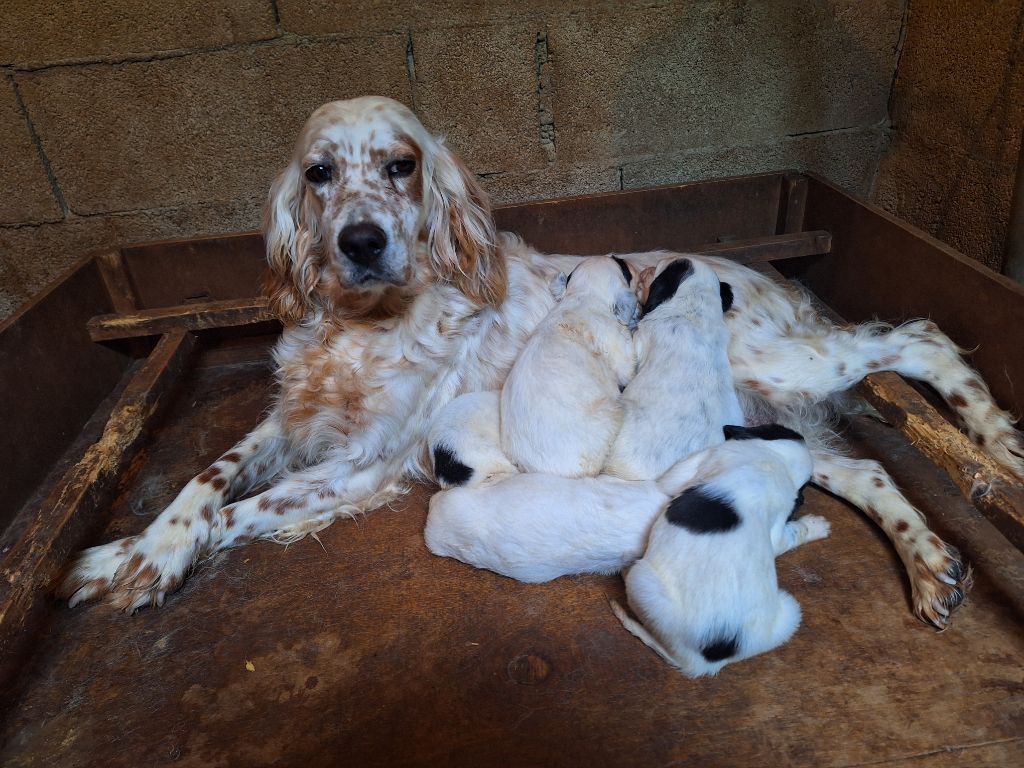 Du Mas De Brégançon - Setter Anglais - Portée née le 31/03/2024