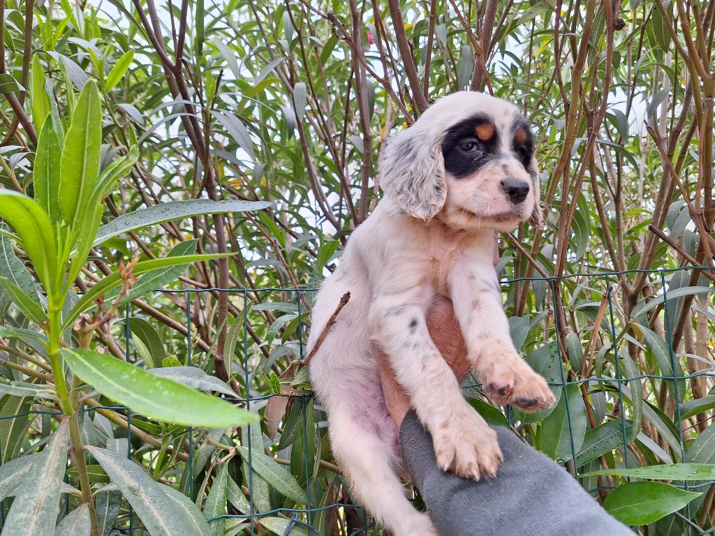 Du Mas De Brégançon - Chiots disponibles - Setter Anglais