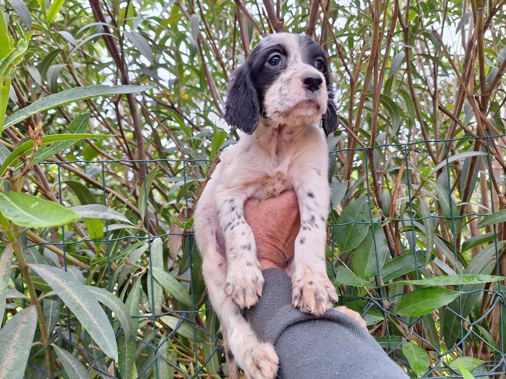 Du Mas De Brégançon - Chiots disponibles - Setter Anglais