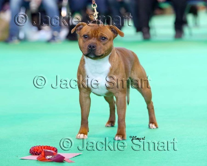 jazz a la CRUFTS .