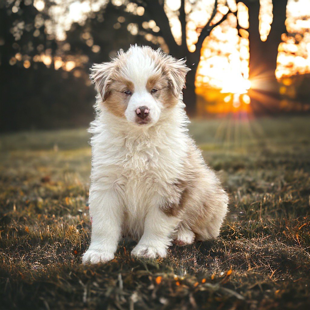 Du Règne De Malaudrea - Chiots disponibles - Berger Américain Miniature 