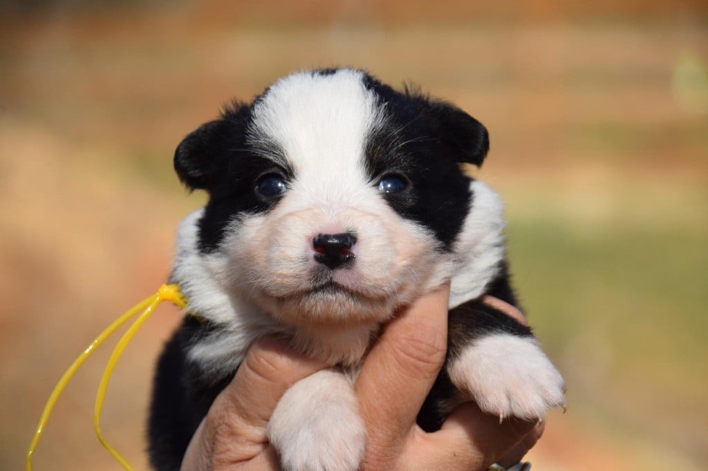 Du Règne De Malaudrea - Chiots disponibles - Berger Américain Miniature 