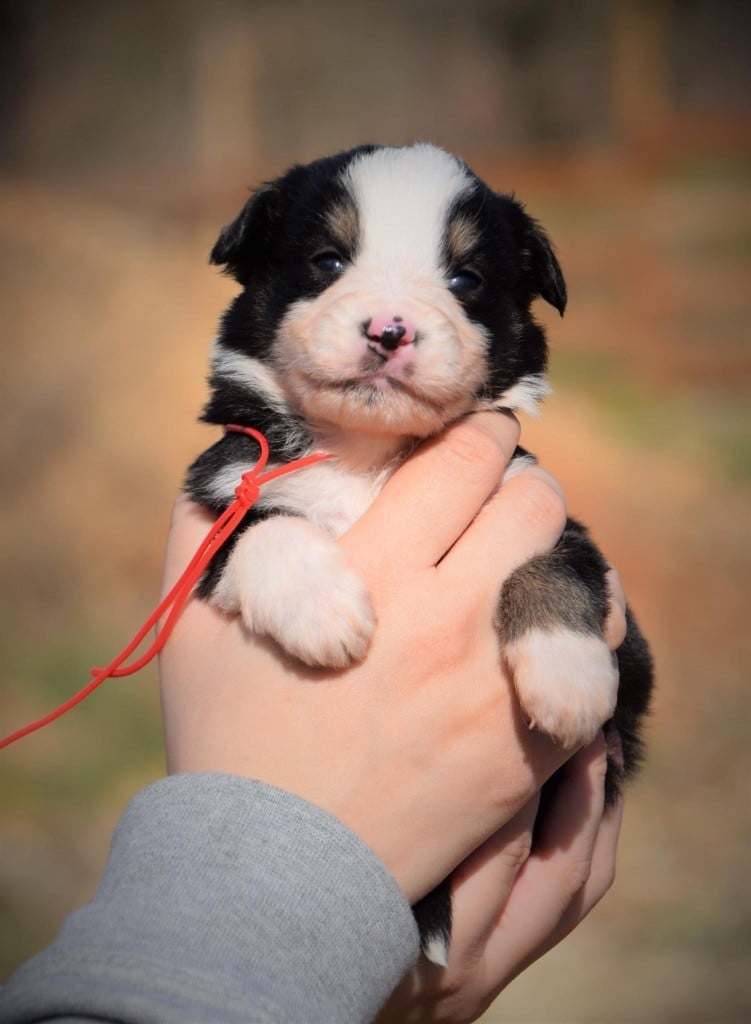 Du Règne De Malaudrea - Chiots disponibles - Berger Américain Miniature 