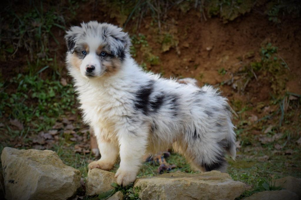 Chiot Berger Américain Miniature  Du Règne De Malaudrea