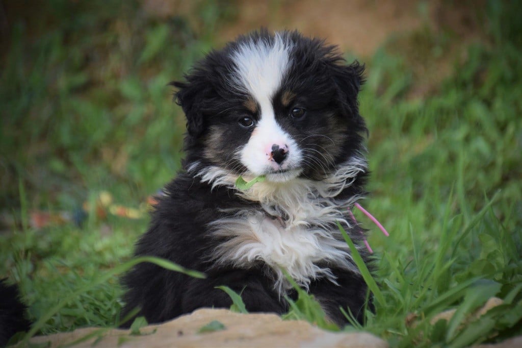 Du Règne De Malaudrea - Chiots disponibles - Berger Américain Miniature 