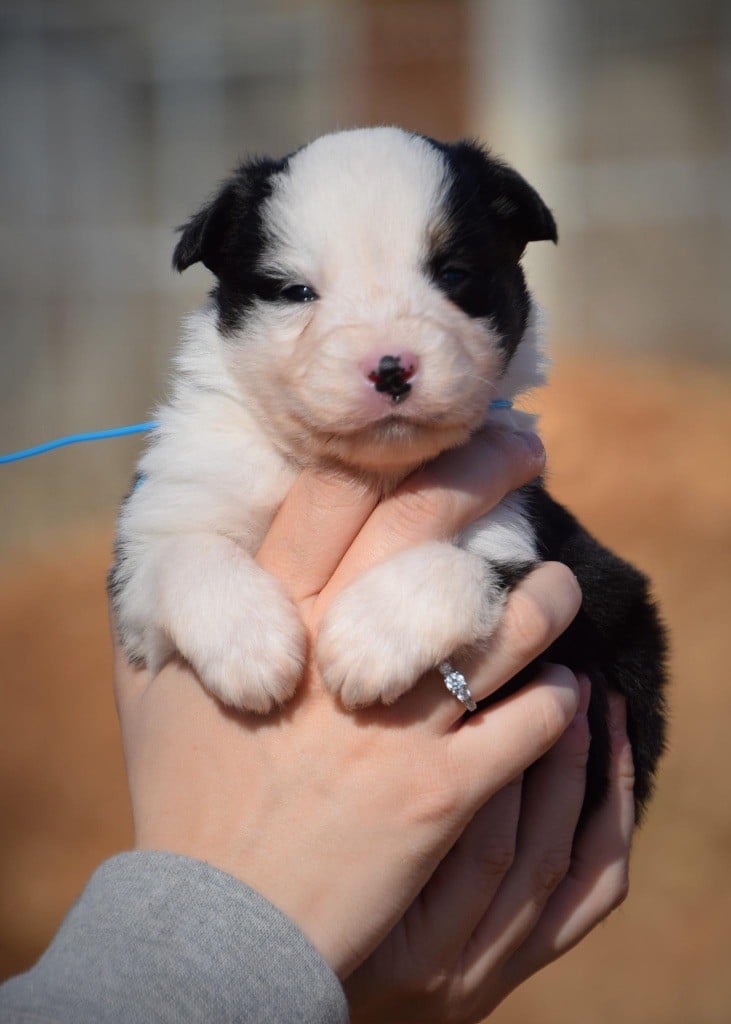 Du Règne De Malaudrea - Chiots disponibles - Berger Américain Miniature 