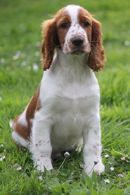 Clicaper's - Bébé Welsh Springer disponible