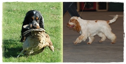 Clicaper's - Cocker Spaniel Anglais - Portée née le 31/05/2013