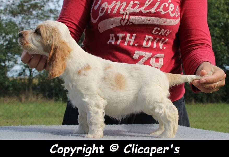 Clicaper's - Cocker Spaniel Anglais - Portée née le 10/08/2021