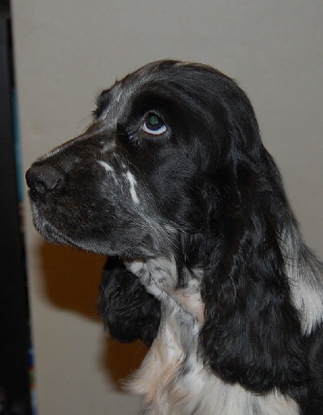 Clicaper's - Cocker Spaniel Anglais - Portée née le 02/10/2015