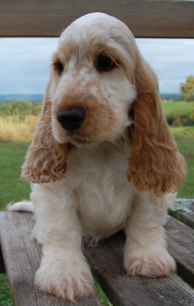 Clicaper's - Cocker Spaniel Anglais - Portée née le 16/07/2014