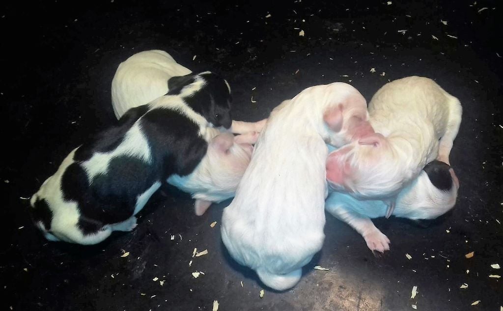 Des Merisiers D'auchy - L'arrivée des 5 chiots de Laziza et Fausto