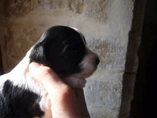 De Nature Paisible - Photos des Chiots Fidji-Tjano à 2 semaines