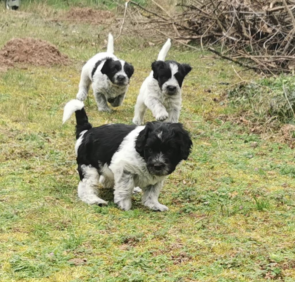 De Nature Paisible - Chiot à réserver ... en Alsace