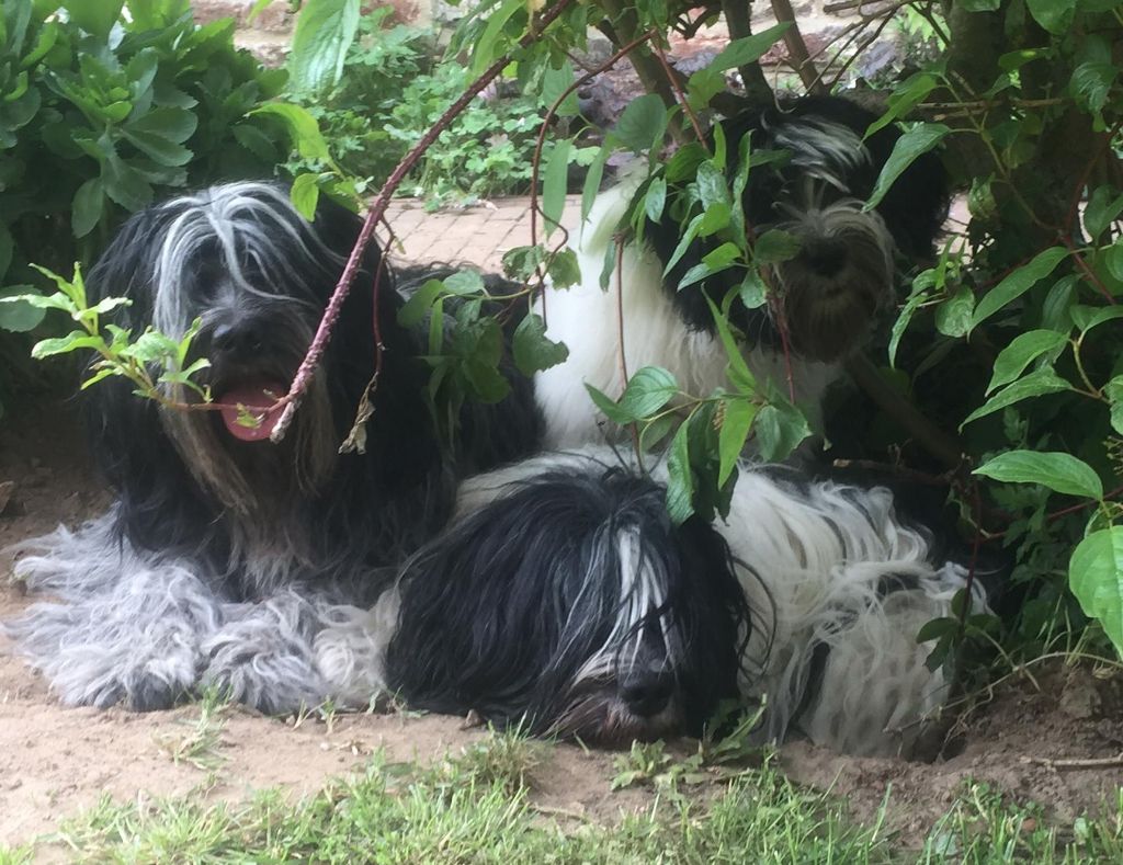 De Nature Paisible - Les trois plus jeunes "dames" ...