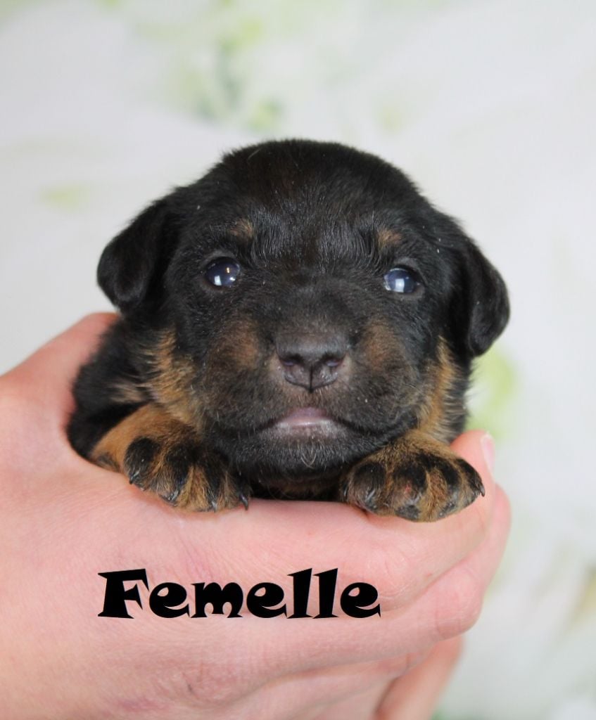 De La Rose Anglaise - Chiots disponibles - Terrier de chasse allemand