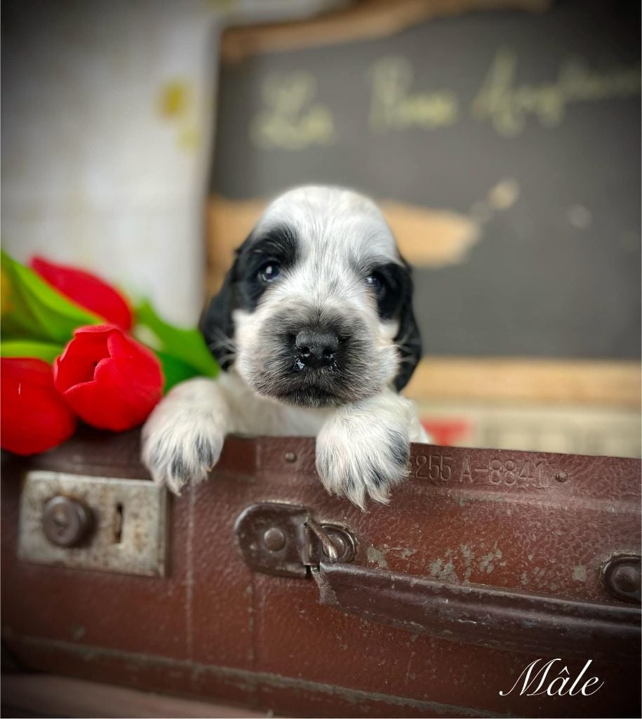 De La Rose Anglaise - Chiots disponibles - Cocker Spaniel Anglais