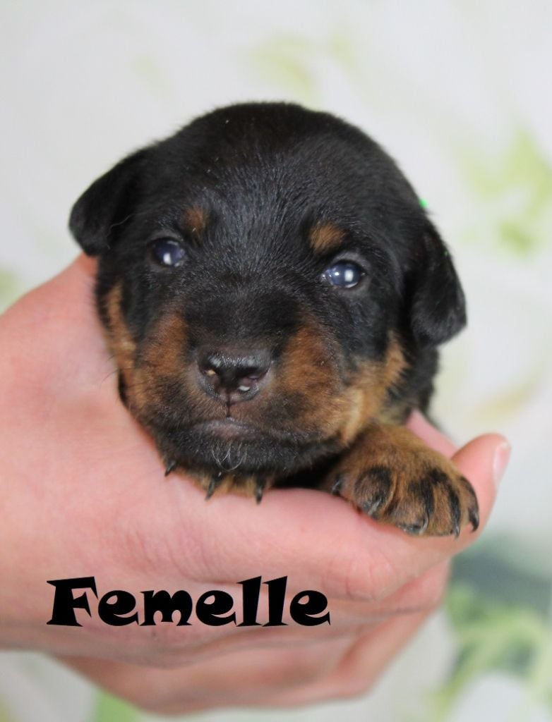 De La Rose Anglaise - Chiots disponibles - Terrier de chasse allemand