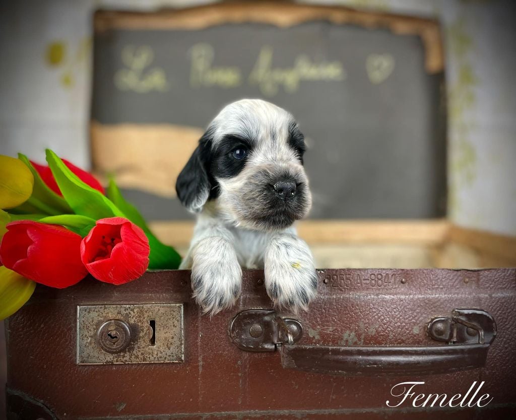 De La Rose Anglaise - Chiots disponibles - Cocker Spaniel Anglais