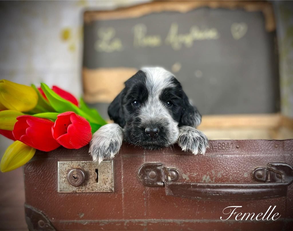 De La Rose Anglaise - Chiots disponibles - Cocker Spaniel Anglais