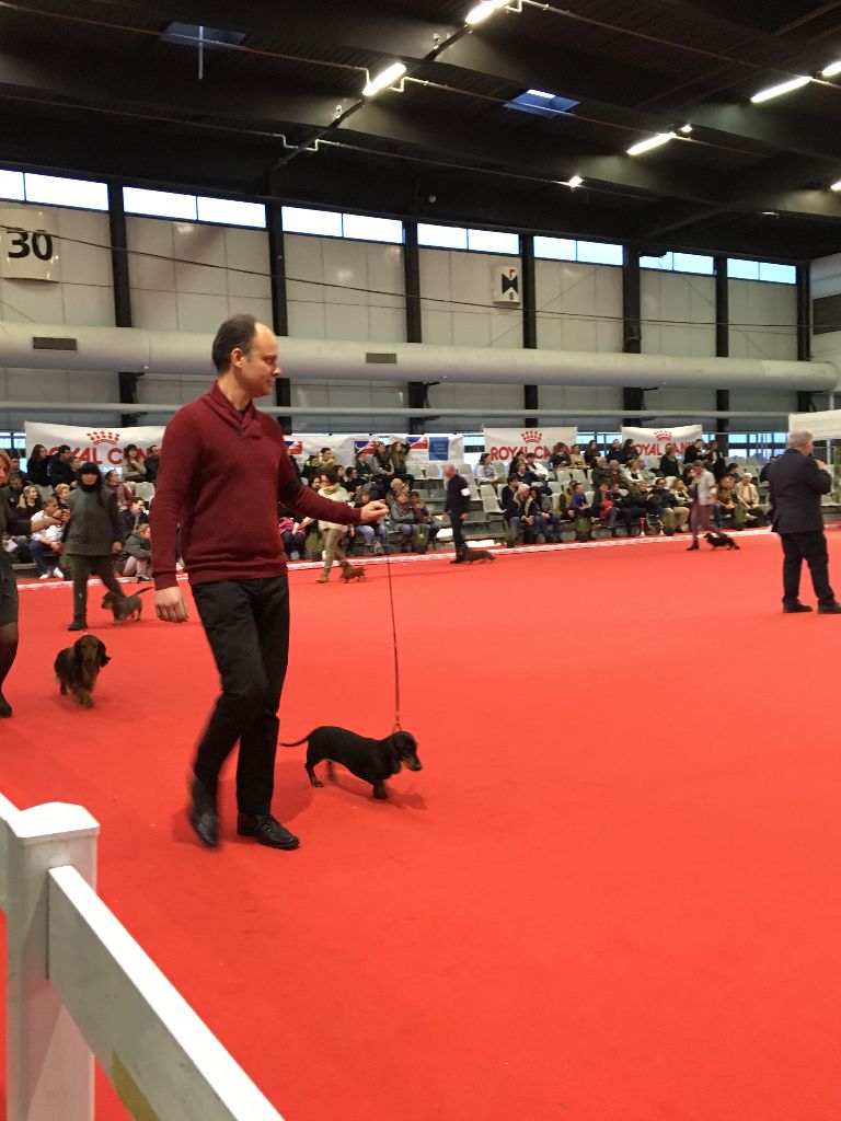 De La Plaine Des Robins - CACIB, CACS, meilleur de race à Bordeaux