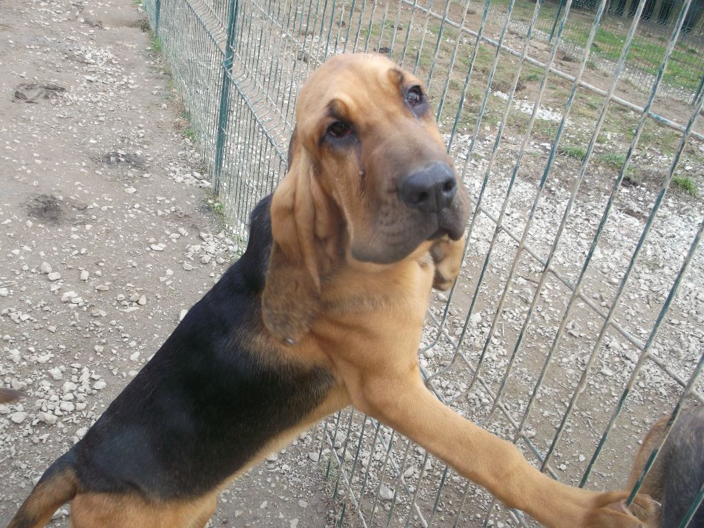 De La Fonlaspie - Chiots disponibles - Chien de Saint-Hubert