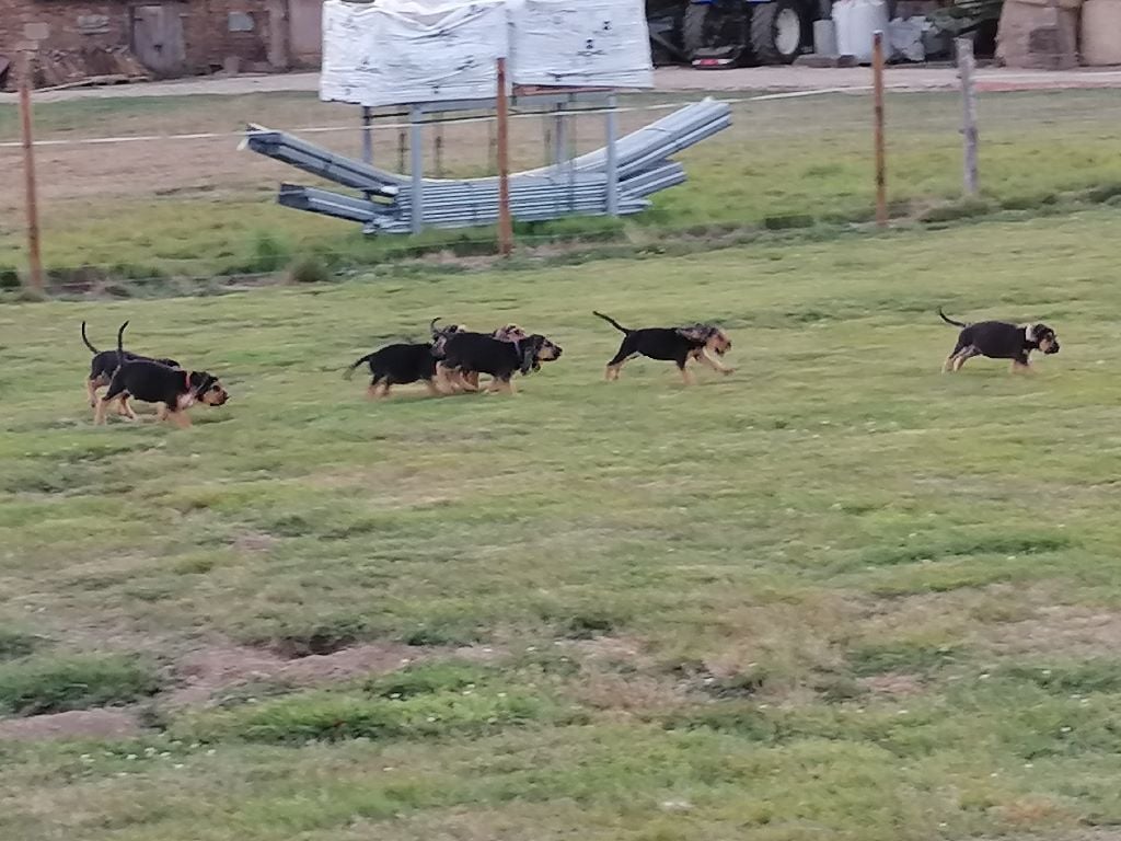 De La Fonlaspie - Chien de Saint-Hubert - Portée née le 18/06/2020